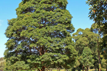 Mature Lophostemon confertus, Brush Box