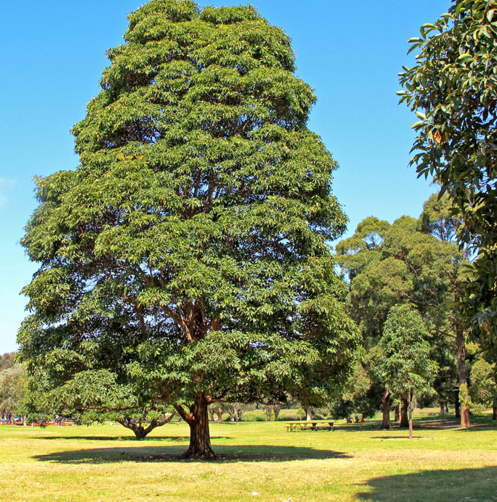 Mature Lophostemon confertus, Brush Box