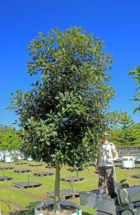 400 Litre Fig