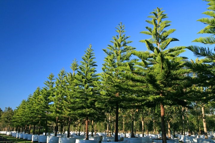 Araucaria columnaris x 500 litres