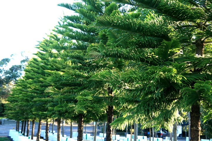 Araucaria columnaris x 500 litres