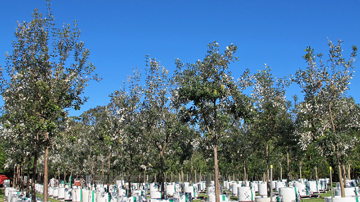 Banksia integrifolia x 300 litres