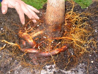 Girdled roots