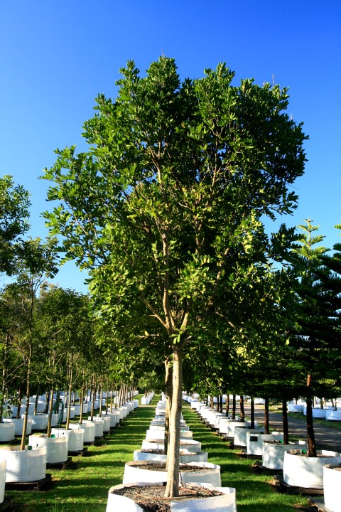 Cupaniopsis anacardioides x 900 litres