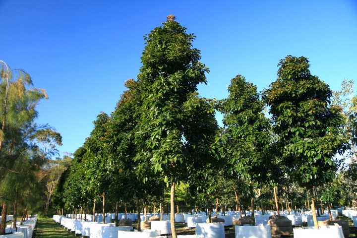 Elaeocarpus eumundii x 400 litres