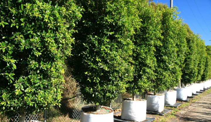 Ficus Hillii x 200 litres screening