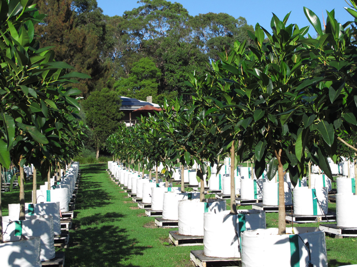Ficus macrophylla x 250 litres
