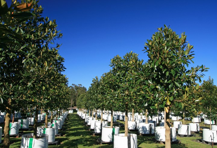 Ficus rubiginosa x 200 litres
