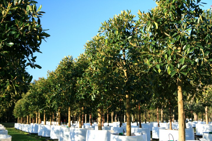 Ficus rubiginosa x 400 litres