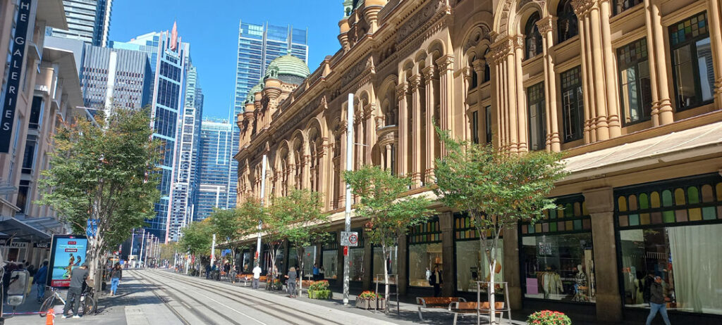 Japanese Elm (Zelkova serrata 'green vase') George St Light Rail