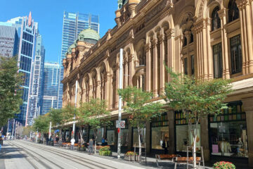 Japanese Elm (Zelkova serrata 'green vase') George St Light Rail