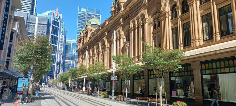 Japanese Elm (Zelkova serrata 'green vase') George St Light Rail