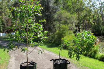 The impact of tree staking