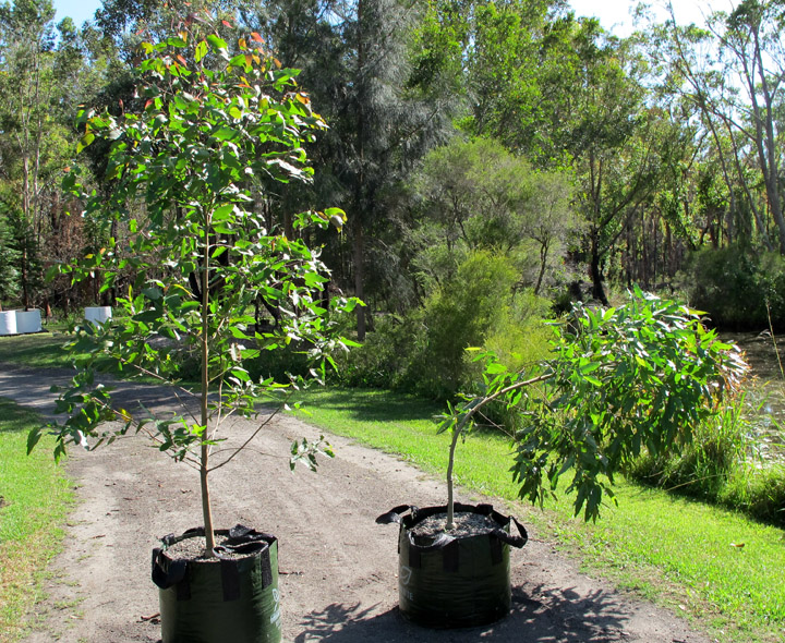 The impact of tree staking