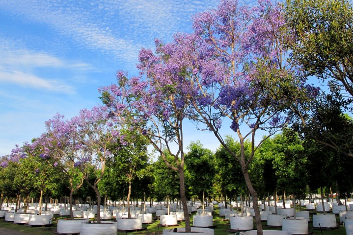 Jacaranda mimosifolia x 900 litres