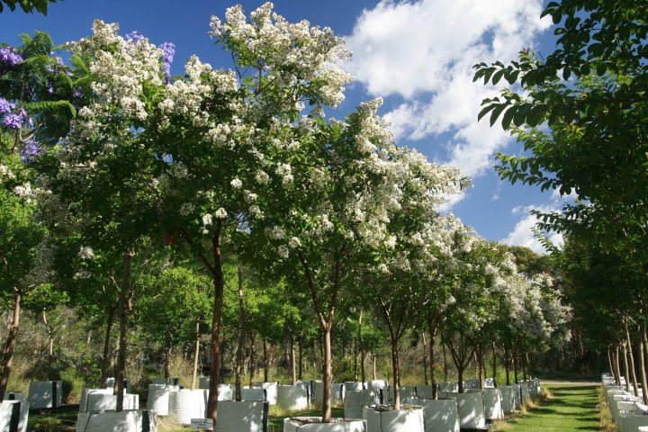 Lagerstromia indica x 300 litres