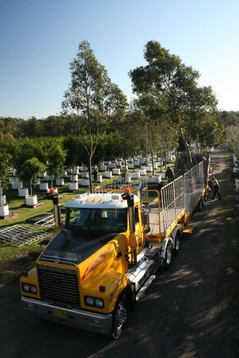 Loading 3000 litre Corymbia Maculata for transport