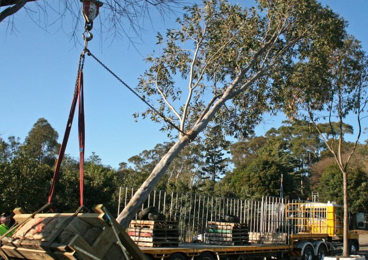 Loading Spotted Gum (Corymbia maculata) x 3000 litre for transport