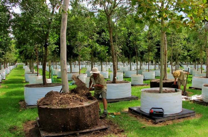 Root pruning at every potting