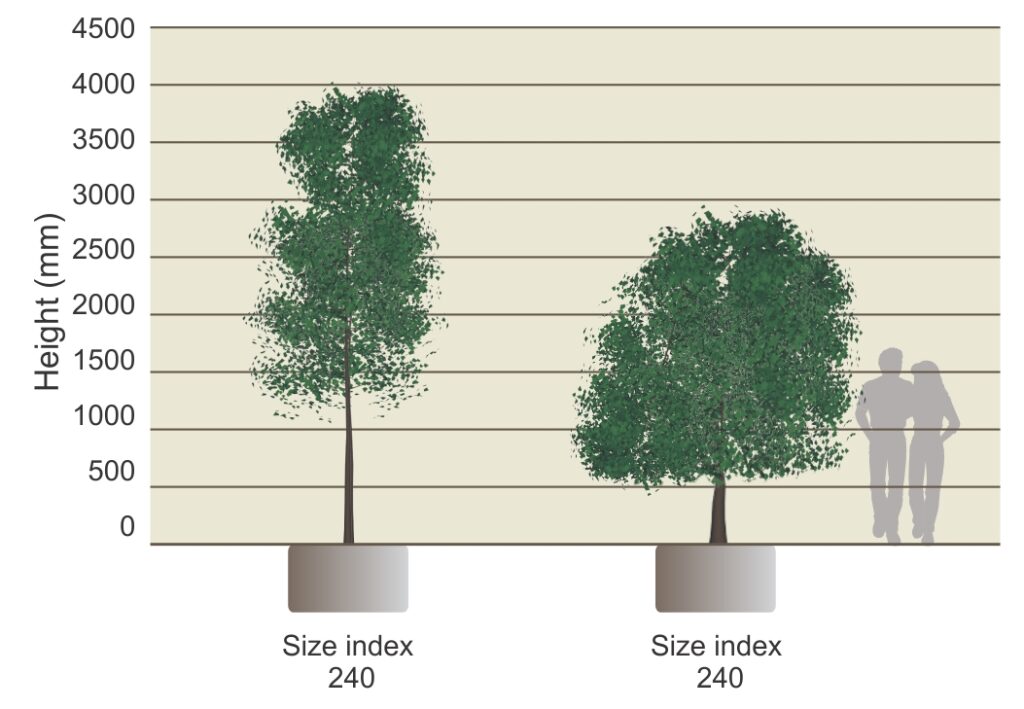 Tree Size Index chart