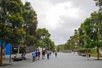 Sydney Red Gum (Angophora costata) at Sydney University