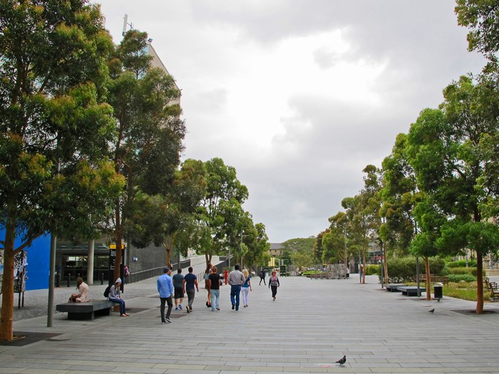 Sydney Red Gum (Angophora costata) at Sydney University