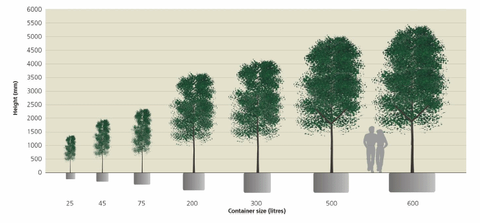 Indicative Tree Heights & Container Sizing Chart