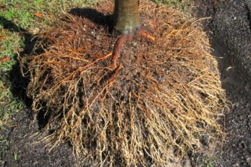 Tuckeroo (Cupaniopsis anacardioides) root quality exposed