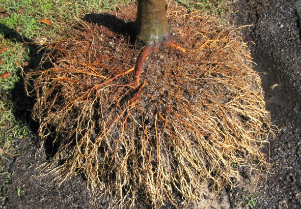 Tuckeroo (Cupaniopsis anacardioides) root quality exposed