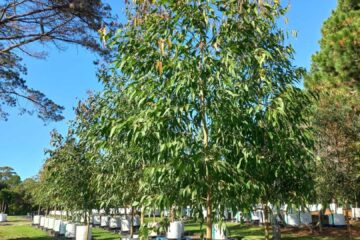 Corymbia Variegata - Northern Spotted Gum