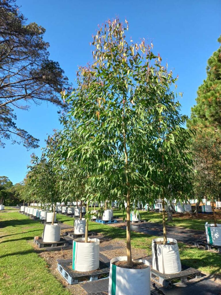 Corymbia Variegata - Northern Spotted Gum