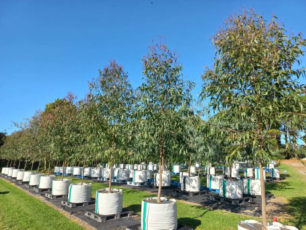 Corymbia Variegata - Northern Spotted Gum