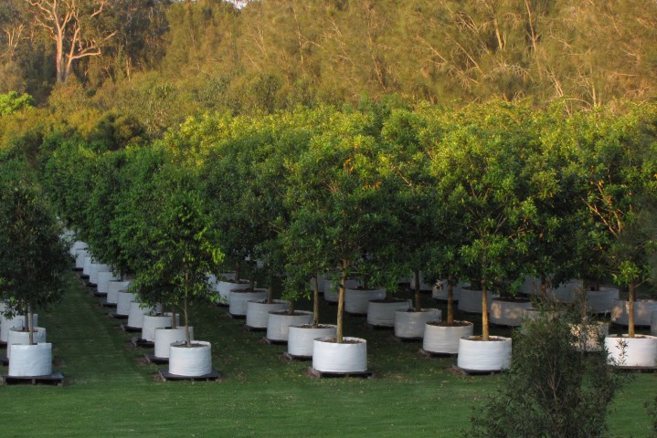 Trees Impact Group - View of the Nursery