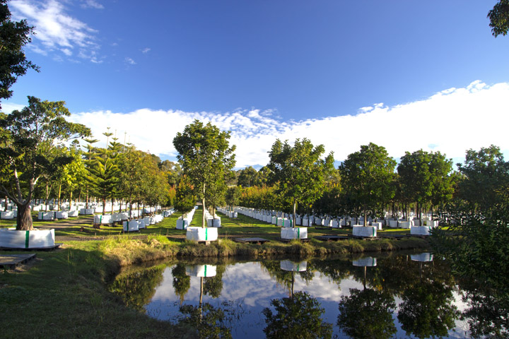 View of part of Karignan Plantation - tree nursery