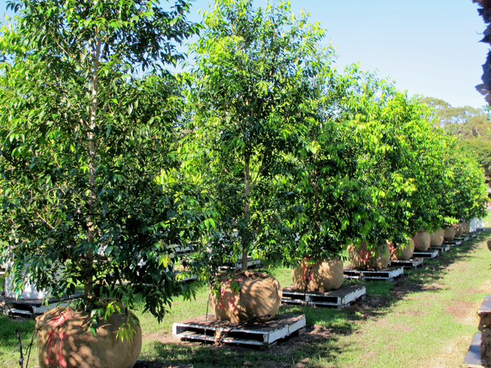 Waterhousia floribunda Green Avenue PBR x 300 litre trees ready for shipping