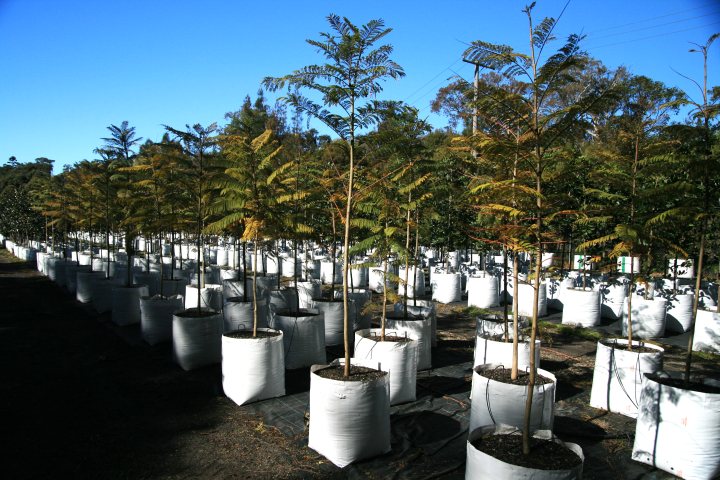 Young Jacaranda mimosifolia