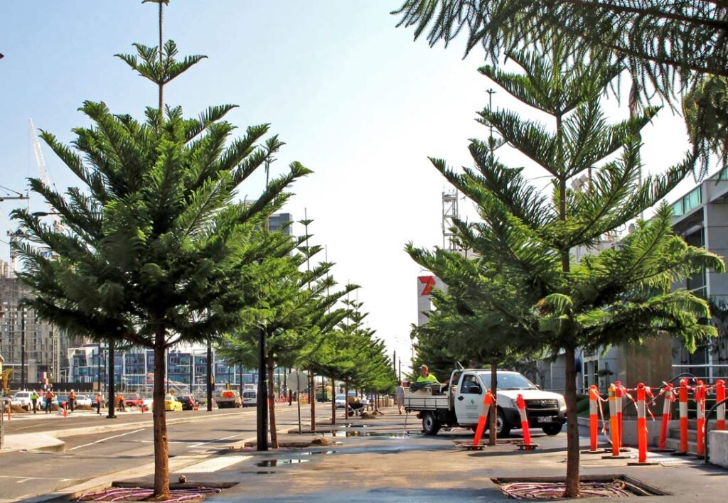 Norfolk Island Pines (Araucaria heterophylla) Docklands