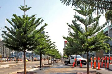 Norfolk Island Pines (Araucaria heterophylla) Docklands