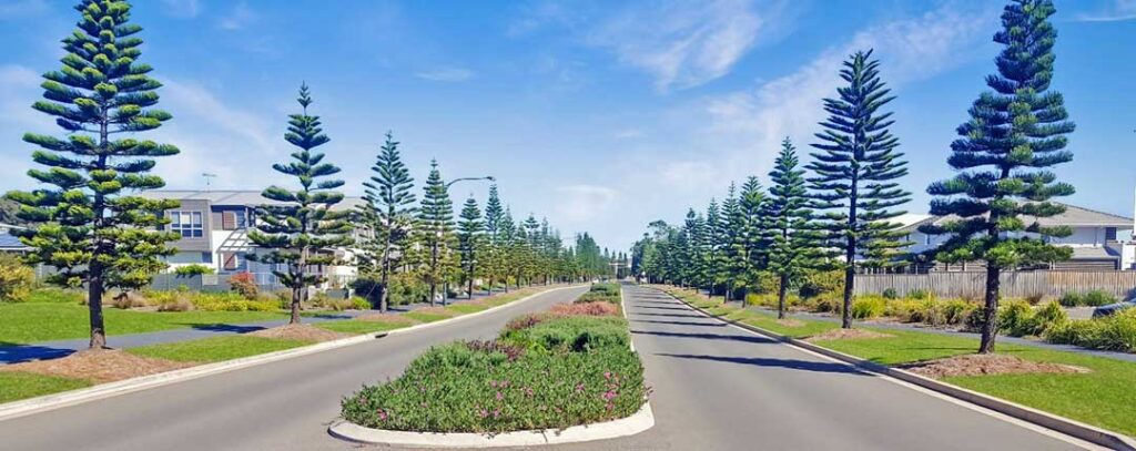 Cook Pines (Araucaria columnaris) at Shell Cove