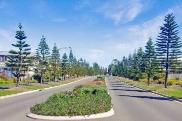 Cook Pines (Araucaria columnaris) at Shell Cove