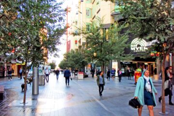 Chinese Elms (Ulmus parvifolia) - Adelaide CBD