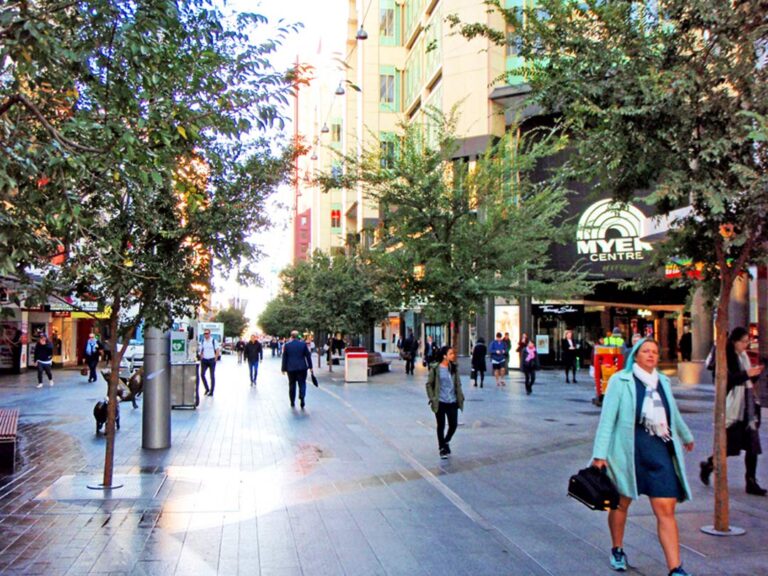 Chinese Elms (Ulmus parvifolia) - Adelaide CBD